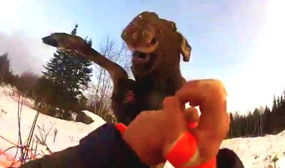 Yavru Geyik Adama Saldırdı