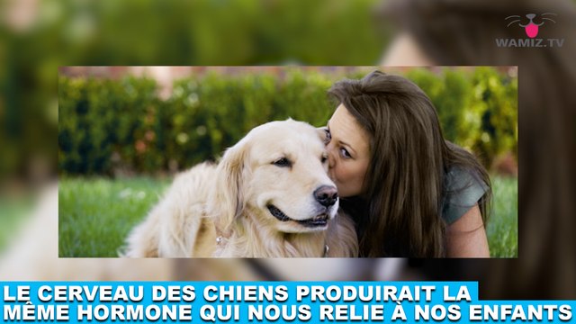 Le cerveau des chiens produirait la même hormone qui nous relie à nos enfants ! Plus d'infos dans la minute chien #147