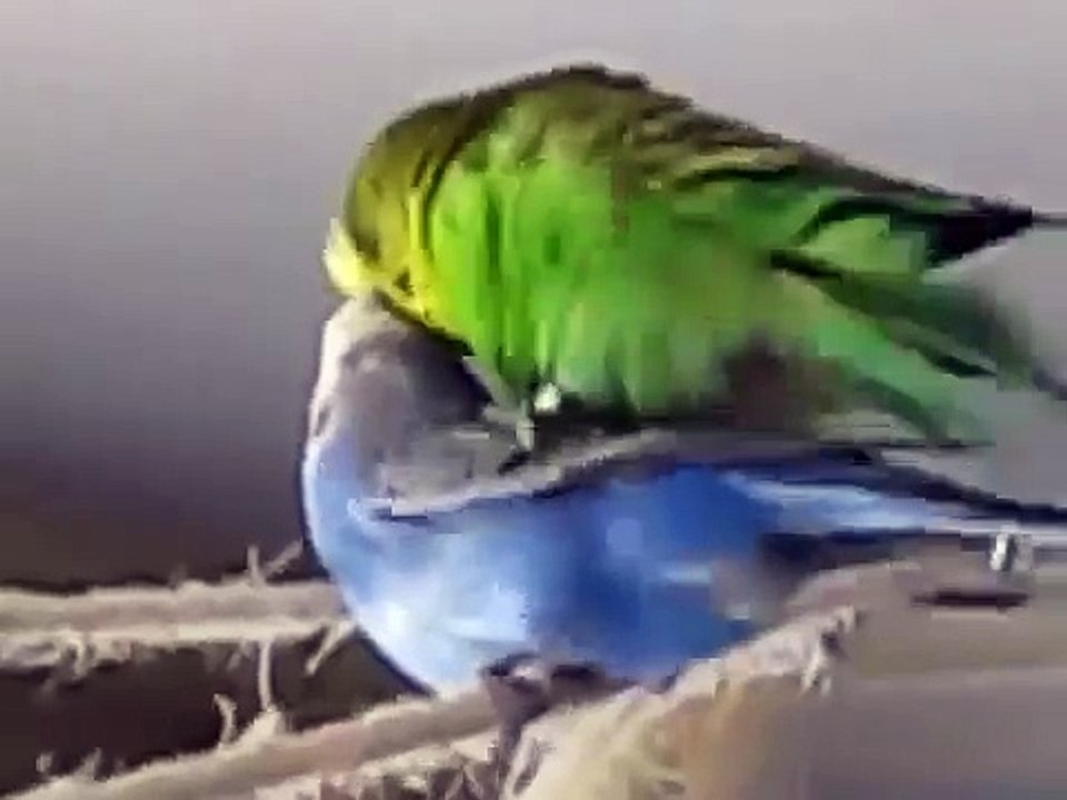 Budgies mating! 4