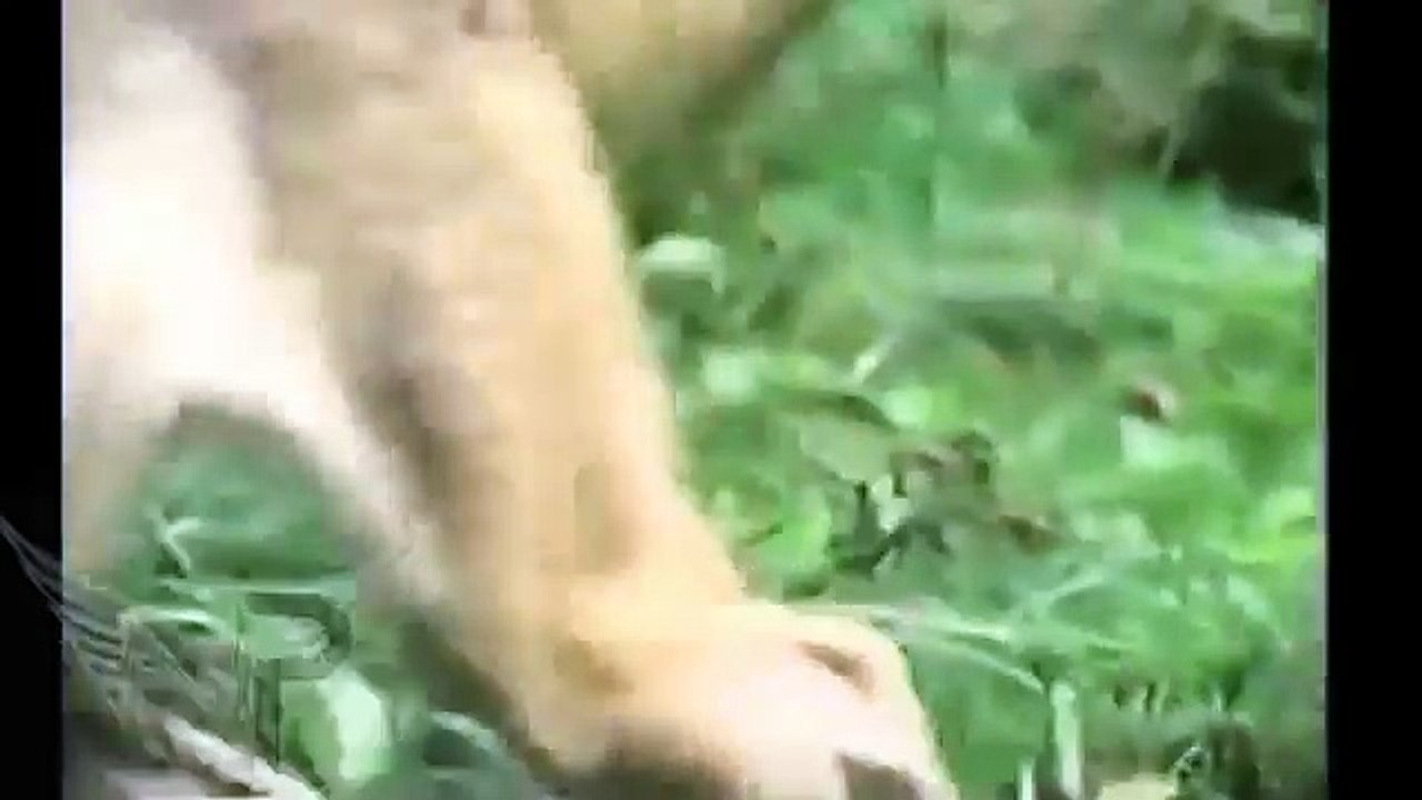 Amazing - Animal Attack - Fight Compilation 2016