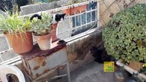 Funny Cats - A Funny Cat and Dog Videos Compilation, Cat fails 2016 || NEW HD