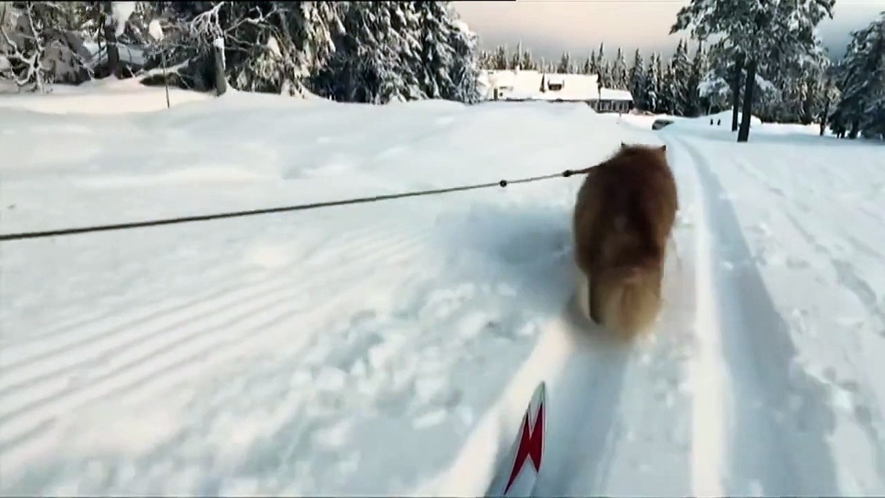 Mieux qu'un chien de traîneau : un chat de traîneau