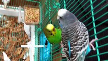 Familienplanung - Budgies Mating