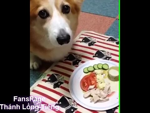 [ Thánh Lồng Tiếng ] tập 12 - Có đói cũng phải biết Kìm nén cảm xúc