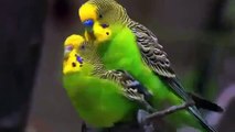 NATURE | Parrots in the Land of Oz | Budgie Mating | PBS