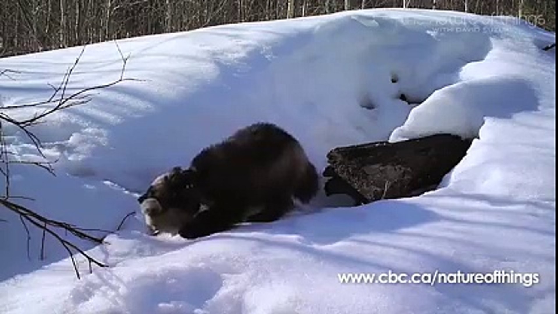 Cute Un Bebe Glouton Filme Pour La Premiere Fois Dans La Nature Video Dailymotion