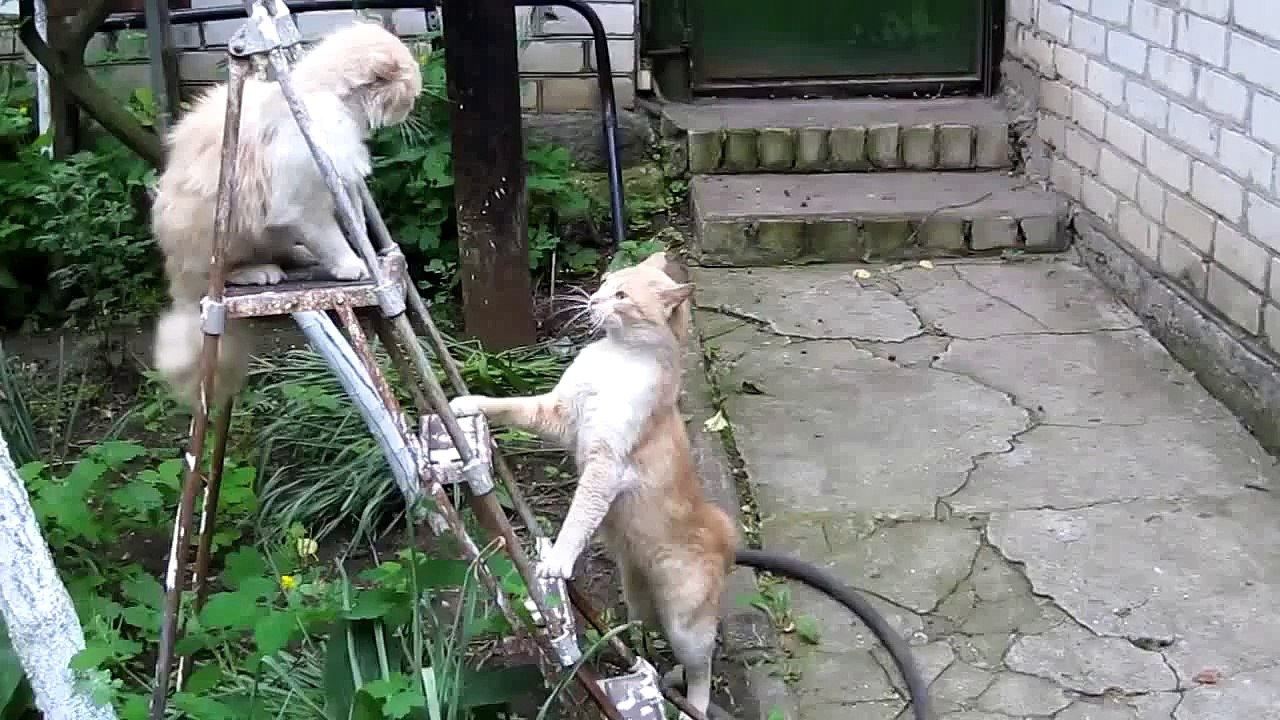 Two Cats on a Ladder Battle