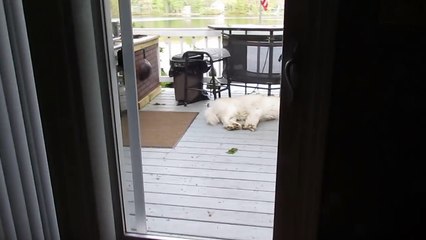 You know your dog is old when this happens