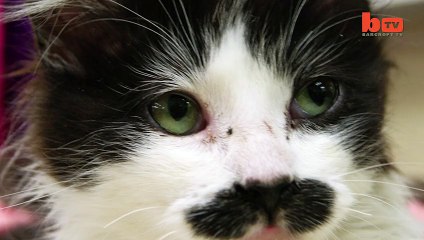 Feline Fine: New Home For Abandoned Moustache Cat