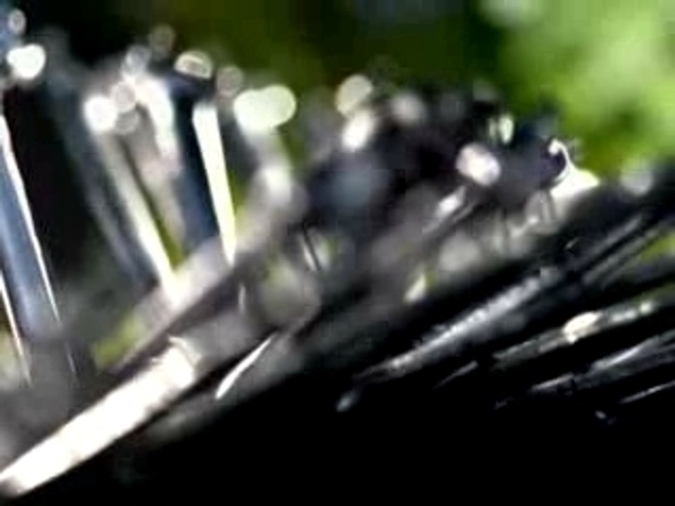Sears Tools - Arboretum