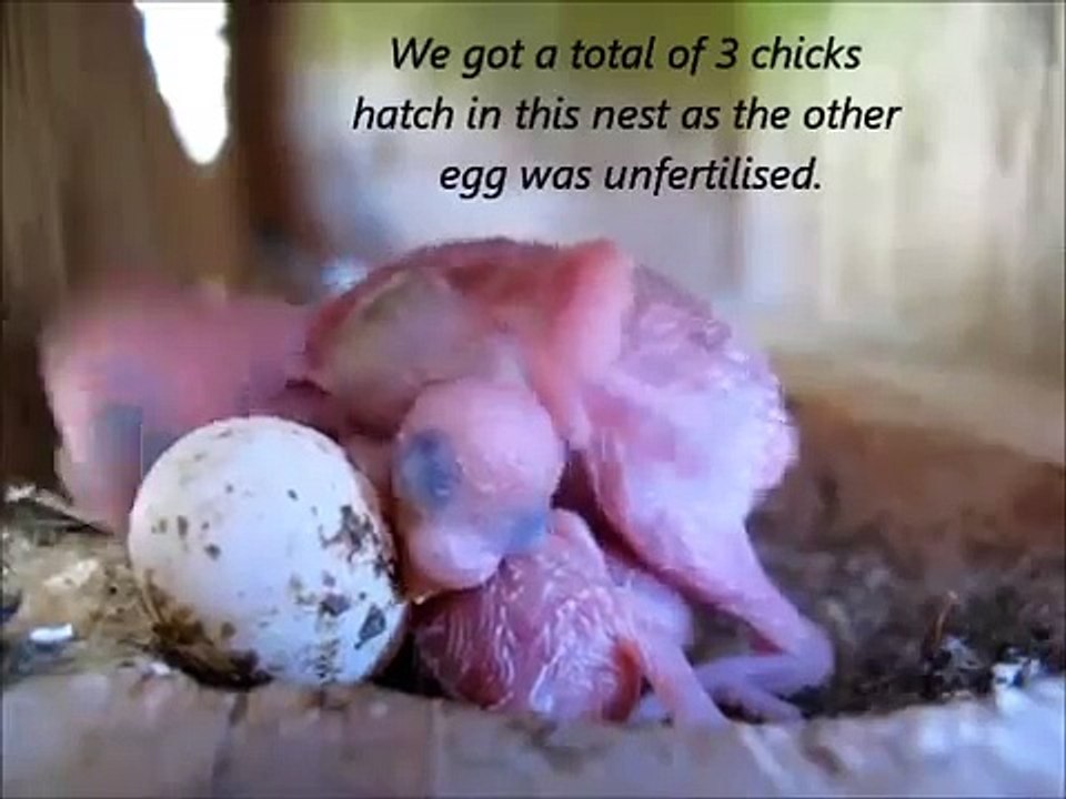 750,000+ VIEWS! New born baby budgie (budgerigar, parrot) chick 1 to 30 day growth stages