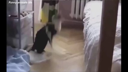 BEST FUNNY Cats Fails - Top ANIMALS COMPILATION Ever Part 2