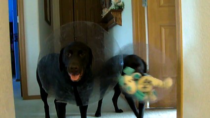 My 2 chocolate labs break their after surgery cones running stairs