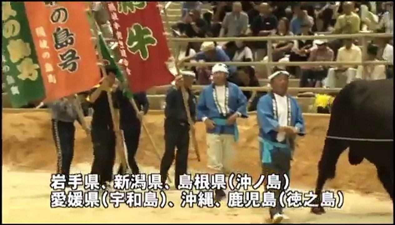 島人ぬ宝：全国闘牛サミット闘牛大会