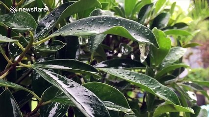 Waterfall in Reunion defies laws of gravity