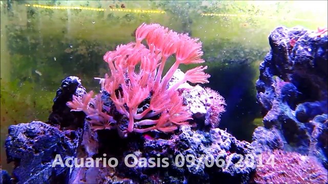 Peces Marinos 09/06/2014 - Acuario Oasis