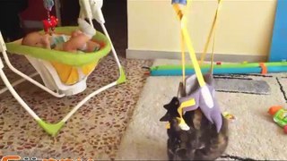 Funny Videos Of Funny Animals Compilation NEW 2016 -Dailymotion part (1)