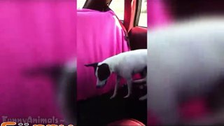 Funny Videos Of Funny Animals Compilation NEW 2016 -Dailymotion part (2)