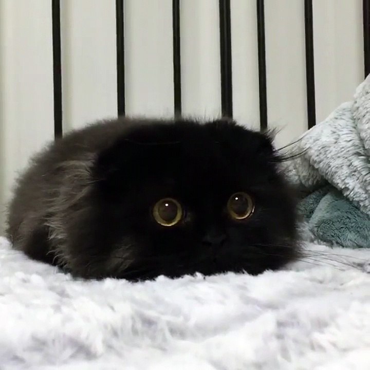 Gimo, le chat avec des yeux comme des billes