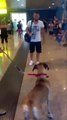 Ce chien saute dans les bras son maître. Les usagers de l’aéroport sont surpris