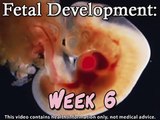 Fetal Development Week 31 (Pregnancy Health Guru)