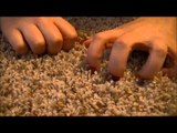ASMR Two Minute Tingles Scratching Carpet