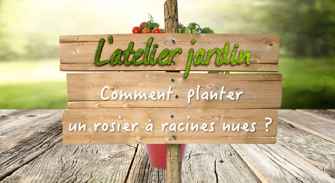 Comment planter un rosier à racines nues ?
