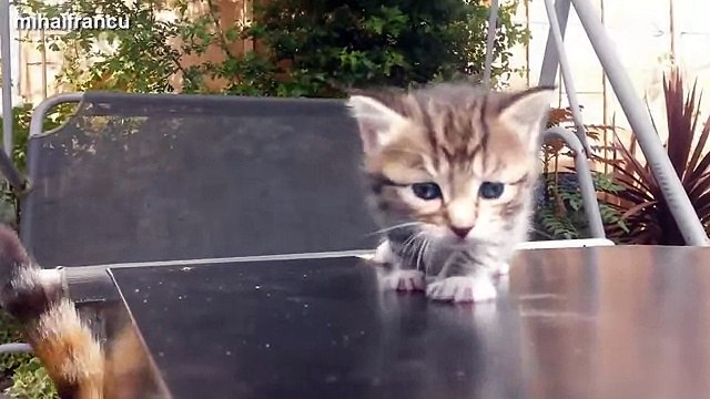 Funny Cat baby - funny cat - funny cat movie - funny cat food - fun with cat - fun with funny -