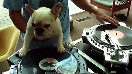 CUTE CATS, FUNNY PUPS n AMAZING DOGS COMPILATION (JUMPING, PLAYING MUSIC)