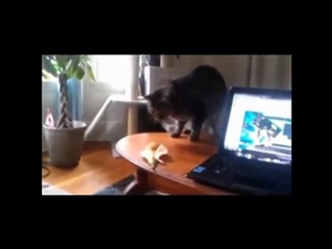 Funny Cats vs Bananas