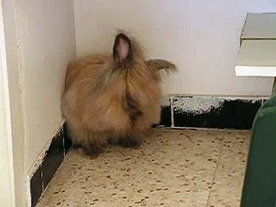 Tchoupi fait sa toilette  Dessins Animés T'choupi