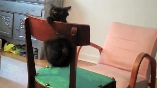 Funny Cats Compilation 3 Minutes Best Funny Cat Ever