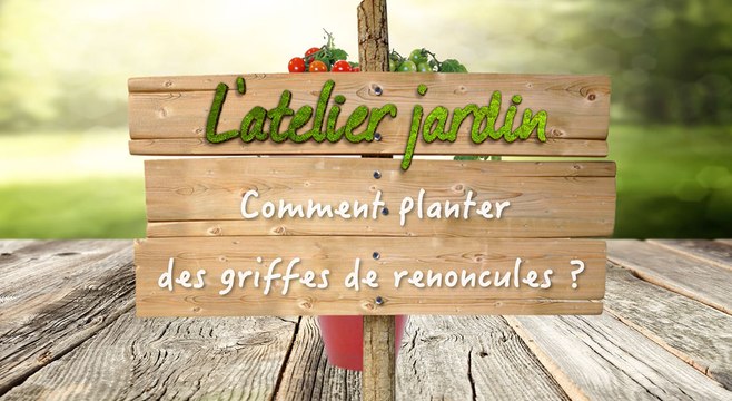 Comment planter des griffes de renoncules ?
