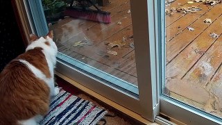 Funny Cat and Squirrel At The Window
