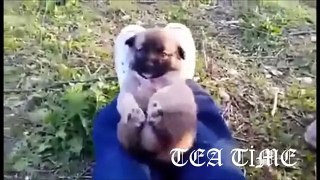 TOP 10 BEST CAT VIDEOS OF ALL TIME! 2015 - funny cats compilation 2015