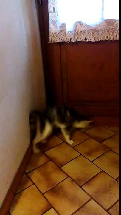 Funny cat is crazy !