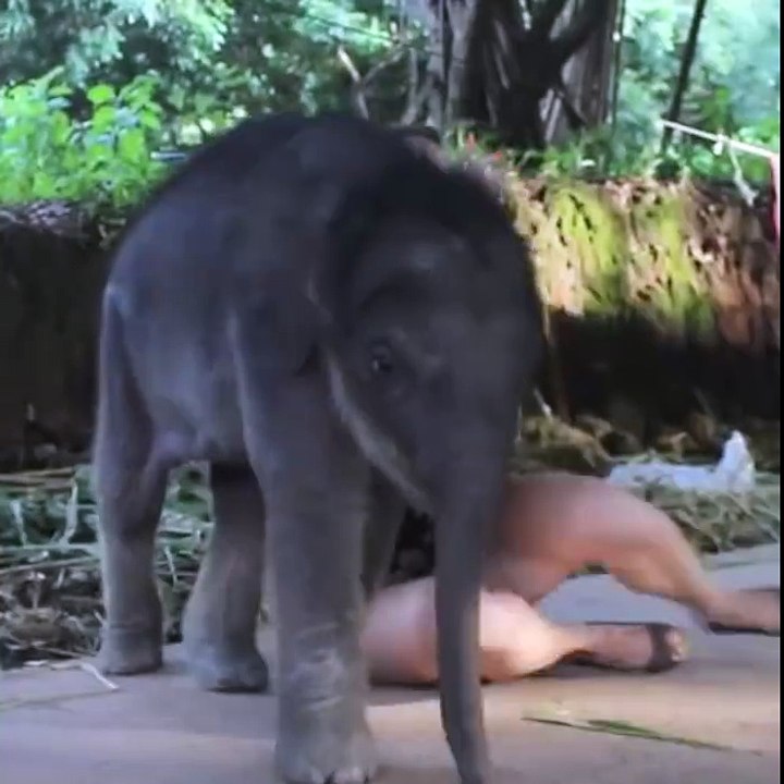 Adorable Baby Elephant