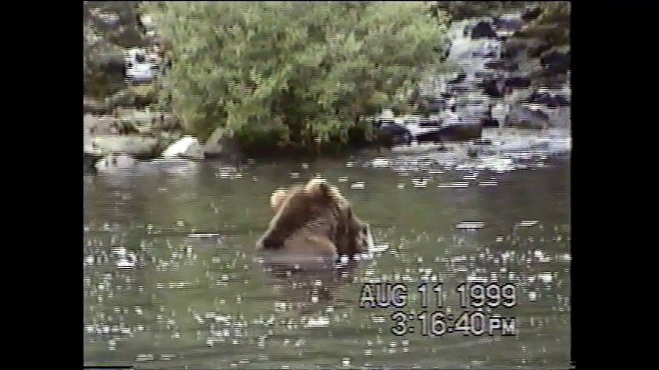 bear n salmon