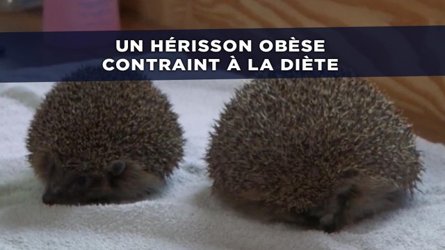 Un hérisson obèse contraint à la diète