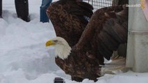 Bald eagle reunited with mate after being freed