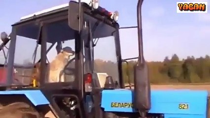 Traktör kullanan köpek