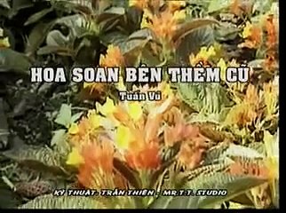 Hoa xoan bên thềm cũ - Tuấn Vũ
