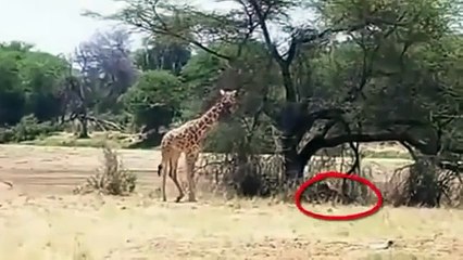 Aslandan mükemmel bir kamuflaj ve zürafanın boynuna zıplayış!