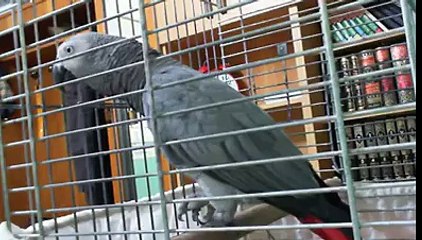 Subhan Allah Speaking Parrot