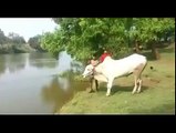 Very Dangerous Jump by Cow - ایسا جمپ پہلے کبھی نہیں دیکھا ہو گا