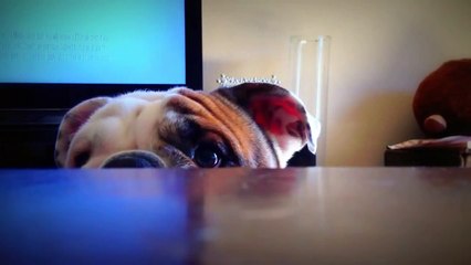 Benny playing peek a boo (English bulldog puppy) Funny