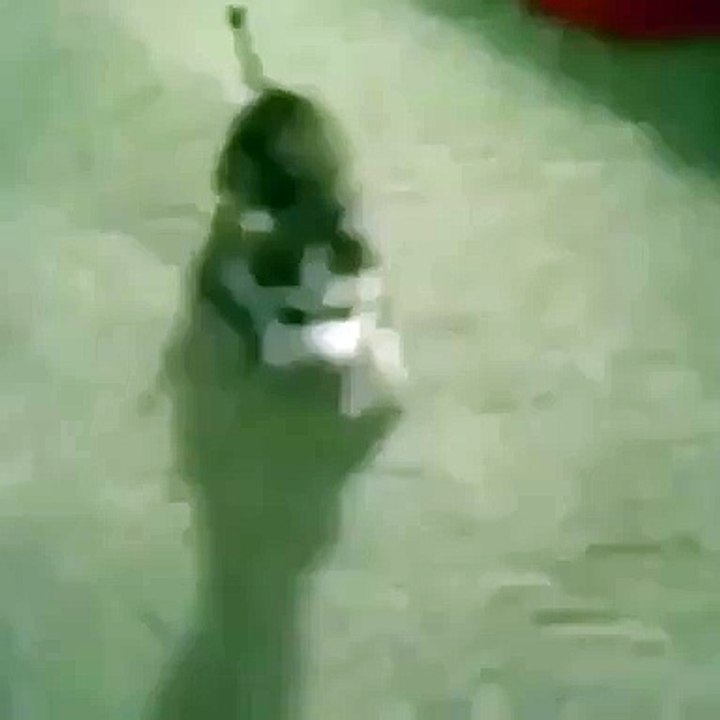 Cutest dog of all time! latest english funny clips latest funny clips 2016 funny clips upcoming english clips