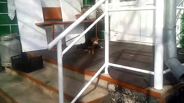 Очень злая собака, лает очень злобно)