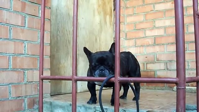 Приколы с собаками 2015_ собака смешно лает. Бульдог в истерике