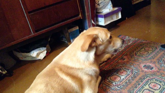 Собака лает и поет под мелодии телефона